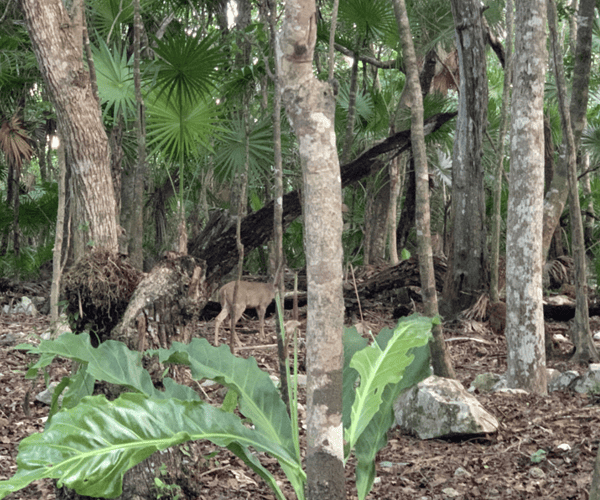 Traveliere Transfers - Cancun Airport Transportation