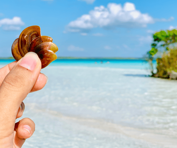 Traveliere Transfers - Cancun Airport Transportation