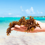 Sargassum, Sargassum Cancun and Sargassum Tulum. Sargassum free beaches in the Caribe