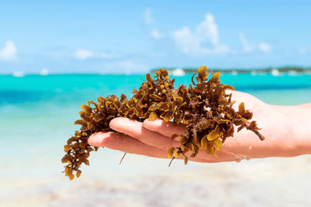 Sargassum, Sargassum Cancun and Sargassum Tulum. Sargassum free beaches in the Caribe