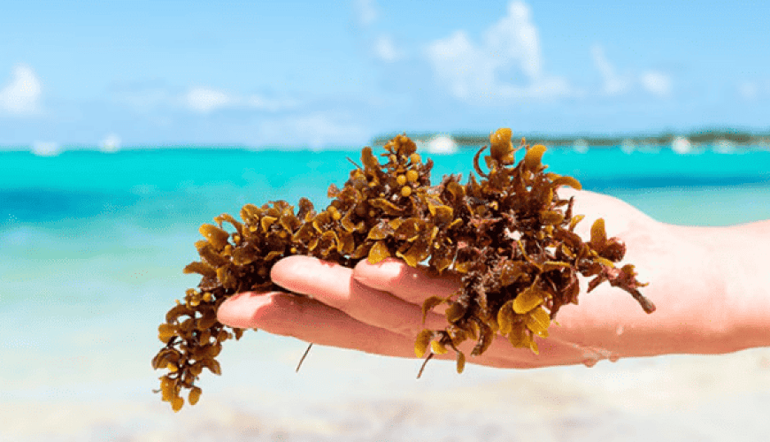 Sargassum, Sargassum Cancun and Sargassum Tulum. Sargassum free beaches in the Caribe