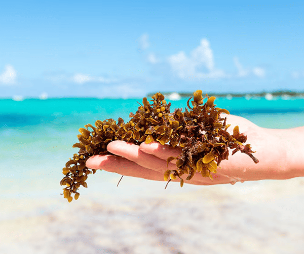 Sargassum, Sargassum Cancun and Sargassum Tulum. Sargassum free beaches in the Caribe